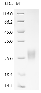 Human ZG16B Protein