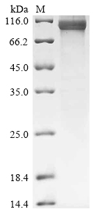Human MGAM Protein