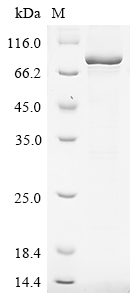 Mouse Dsg3 Protein