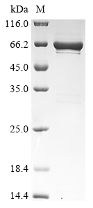 Human PPP5C Protein