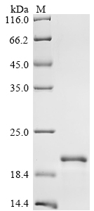 esxT Protein