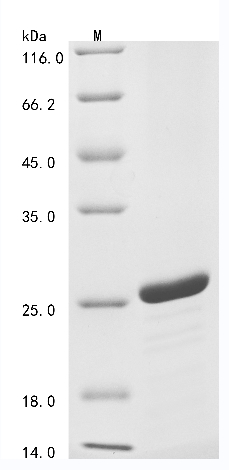 Human H2BC12 Protein