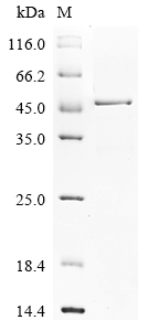 Human HNRNPA2B1 Protein