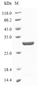Equine PAI-1 Protein