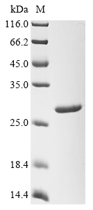 esxA Protein