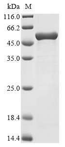 CG-3 Protein