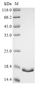 Mouse K33A Protein