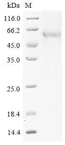 Mouse Gp2 Protein