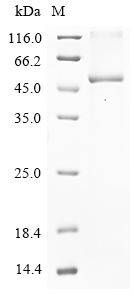 Human USP18 Protein