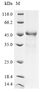 Human CD46 Protein
