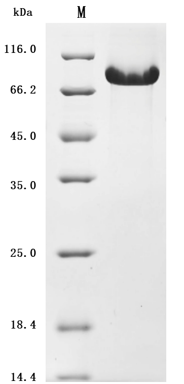 Human CD93 Protein