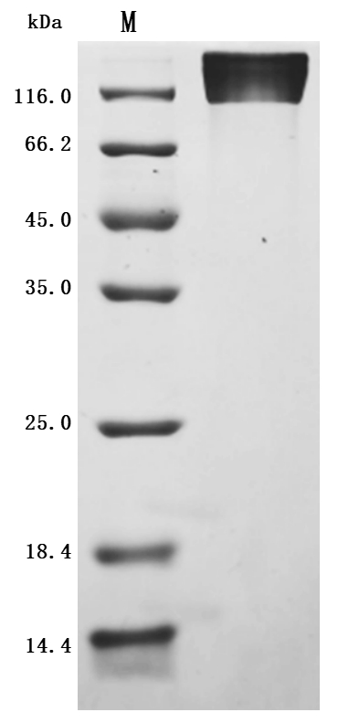 CD44 Protein