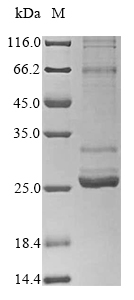 Mouse Aqp4 Protein