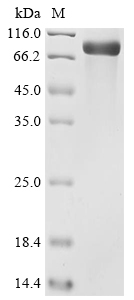 Mouse Nid2 Protein