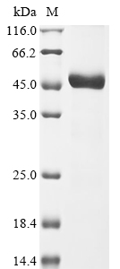 Mouse Mog Protein