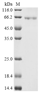 Escherichia coli malE&Human OPA3 Protein