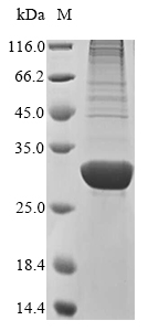 Human ANGPTL8 Protein