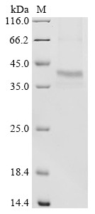 Human SNRPA Protein