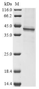 Human Varicella-zoster virus Envelope glycoprotein B Protein