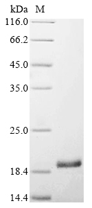Bovine FGF2 Protein