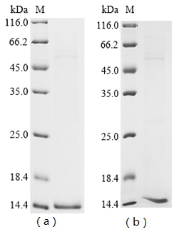 Bovine CYCT Protein