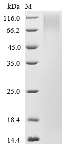Mouse Nid2 Protein