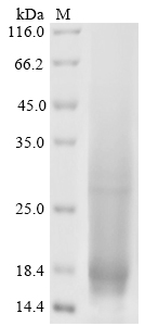 Mouse Ly6g Protein