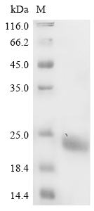 Mouse Mog Protein