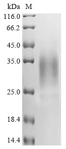 Human APOBEC3A Protein
