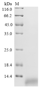 CCL17 Protein