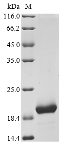 Gallus AVD Protein