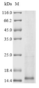 csgA Protein