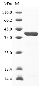 ompA Protein