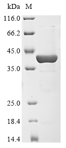 xylF Protein