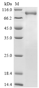 Human PREP Protein