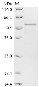 Human COL11A1 Protein