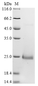 Mouse Cxcl15 Protein