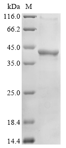 Human BMP2K Protein