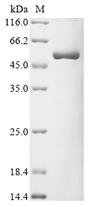 CNP Protein