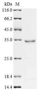 IAA7 Protein