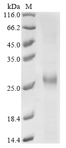 Human CTSB Protein