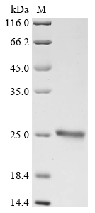 Human ELANE Protein