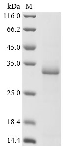 mleA Protein