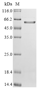 Mouse Spp1 Protein