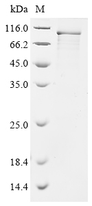 Human MAVS Protein