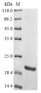 Calotropis procera Osmotin Protein