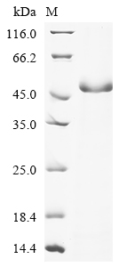 Yeast SAP3 Protein