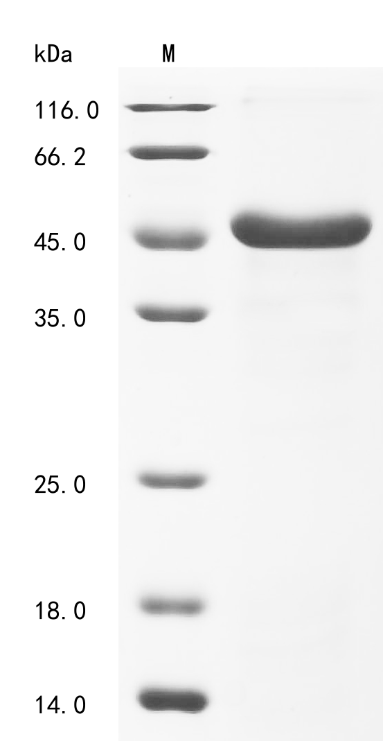 Yeast SAP1 Protein