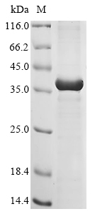 Mouse Fgf5 Protein