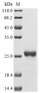 E. coli tetR Protein